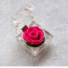 Rose Red