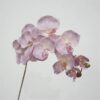 Pink Purple