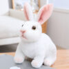 Squatting white rabbit
